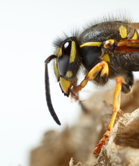 Macro of wasp