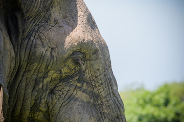 Closeup of African elephant on the Serengeti