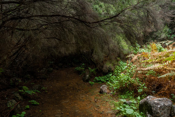 Eingang in einen dunklen Wald