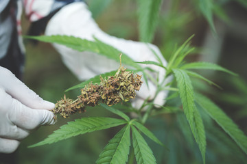 farmer checking hemp plants in the field,  Cultivation of marijuana, flowering cannabis plant as a legal medicinal drug.