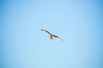 Obraz premium seagull flying in the sky