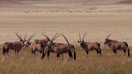 Naklejka na ściany i meble Oryx gazella
