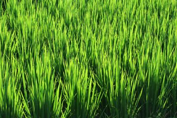 Fresh green rice and Paddy rice growing in rice fields in Thailand