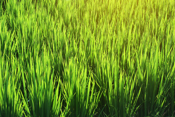 Fresh green rice and Paddy rice growing in rice fields in Thailand