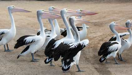Australian Pelican (Pelecanus conspicillatus) grouped up ready to fish on sandy beach