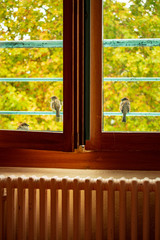 Birds at the window