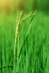 Obraz premium Fresh green rice and Paddy rice growing in rice fields in Thailand