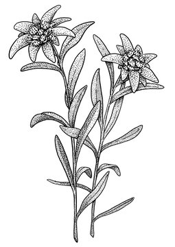 Edelweiss illustration, drawing, engraving, ink, line art, vector