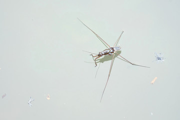 Portrait of a Water Strider