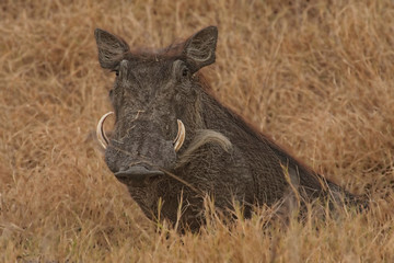 Warthog