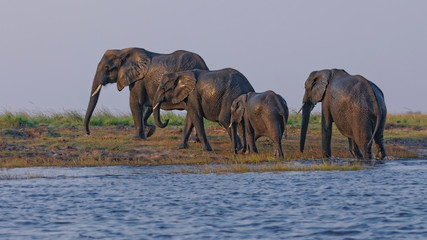 Fototapeta na wymiar African Elefant