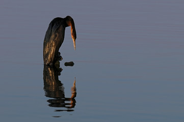 African darter