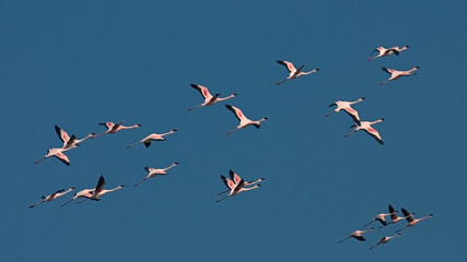 Flamingos