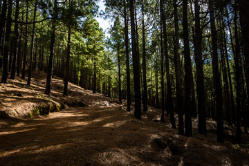 Naklejka premium Wanderroute im Wald auf La Palma