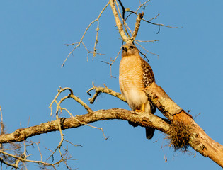 Red-shouldered Hawk courtship