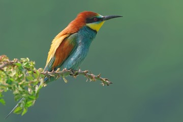 European bee eater