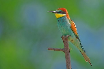 European bee eater