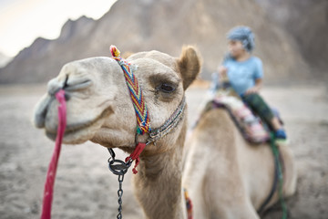 Small boy in checkered keffiyeh on arabian camel outdoors