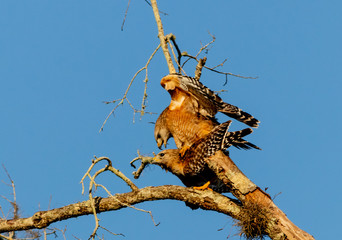 Red-shouldered Hawk courtship