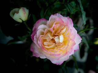 The Pink Yellow Rose Flower