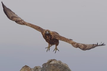Golden eagle