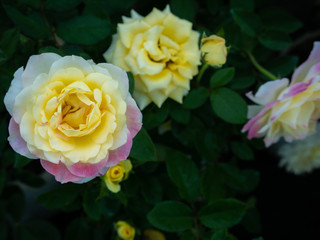 The Pink Yellow Rose Flower