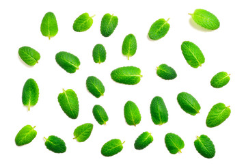 Mint leaves isolated on white background