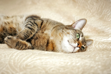 Fototapeta na wymiar close up of a beautiful cat lying on the sofa