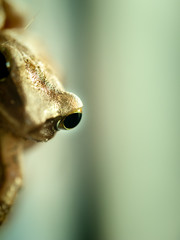 Eyes of Golden Tree Frog on The Cement Wal