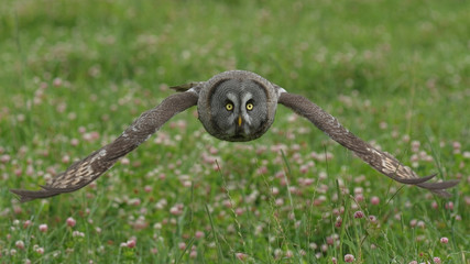Great grey owl