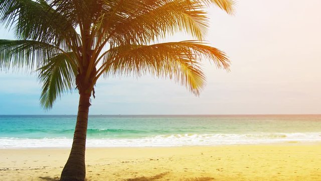 View of a deserted sandy beach with single palm tree