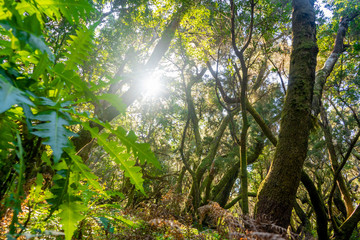 Sonnenstrahlen im Wald Gomera Garajonay Nationalpark