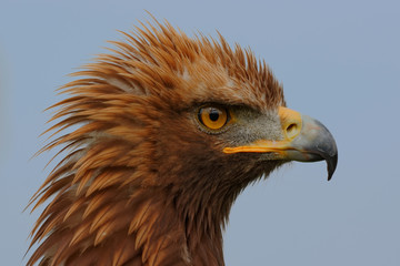Golden eagle