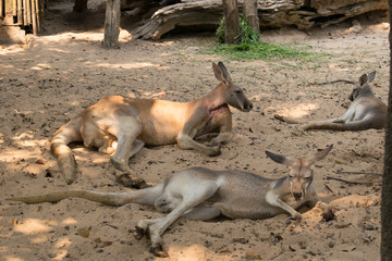 Red kangaroo in the zoo