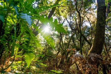 Sonnenstrahlen durchdringen Wald Gomera Garajonay Nationalpark