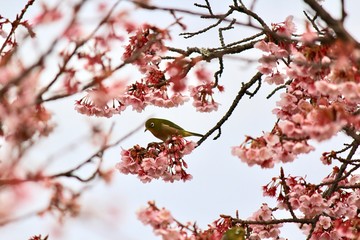 大室山さくらの里  河津桜とメジロ