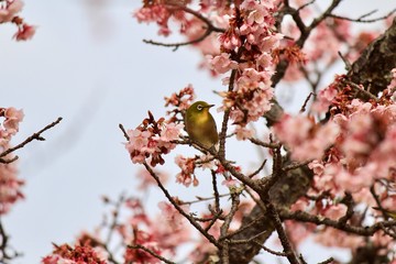 大室山さくらの里  河津桜とメジロ