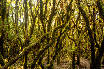 Loorbeerwald in Gomera