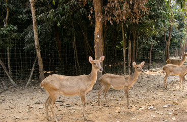 Deer in the zoo