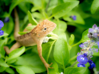 Chameleon Sitting on The Garden