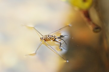 Portrait of a Water Strider