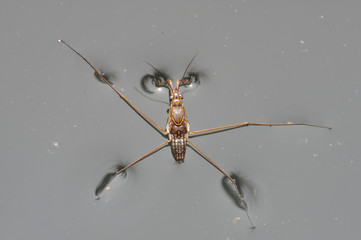 Portrait of a Water Strider