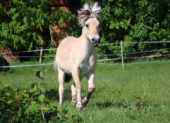 beautiful fjord horse is running on a paddock in the sunshine