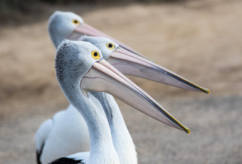 Australian Pelicans (Pelecanus conspicillatus) grouped up in line ready to fish on sandy beach
