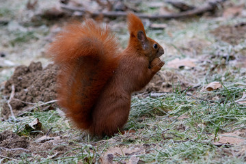 wiewiórka z orzechem