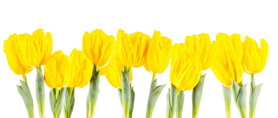 Wide shot of group of yellow tulips, isolated on white background.