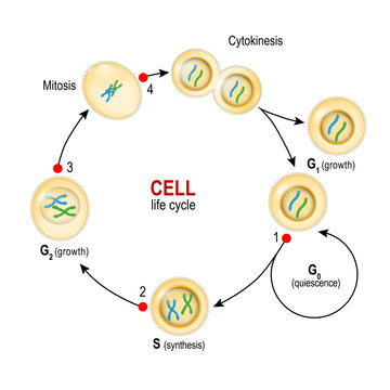 Cell Cycle. Checkpoints: DNA damage, Spindle checkpoint, Restriction point.