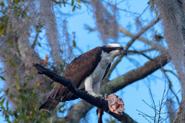 Osprey eating fish