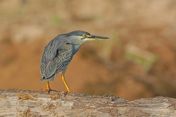 Green-backed Heron