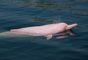 Pink Dolphin swimming in the sea. © Aniroot
